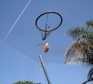 Begehbare Freiflugvoliere Katandra Treetop