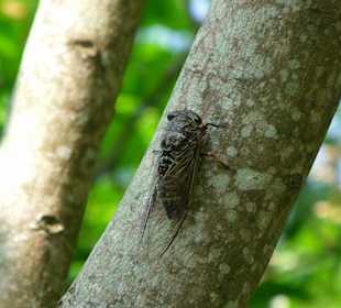 Riesige Grillen machen mächtig Lärm