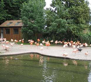 Розовый фламинго