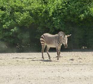 Hartmann Bergzebra