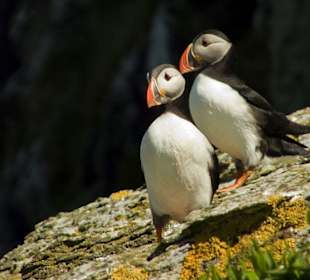 Maskonury z Skellig Michael