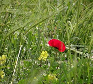 Die Natur erobert sich ihren Weg zurück