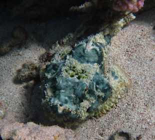 Ropušnice v levé laguně