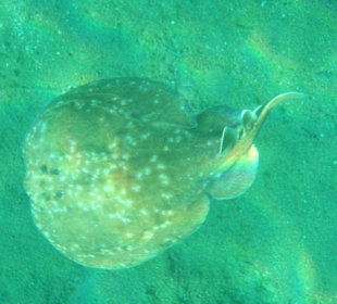 Rundstirn-Elektro-Rochen