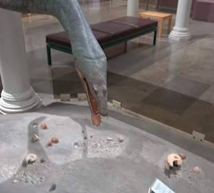 Staatliches Naturkunde Museum