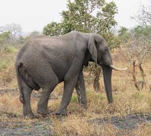 Elefant 