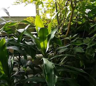 Botanischer Garten