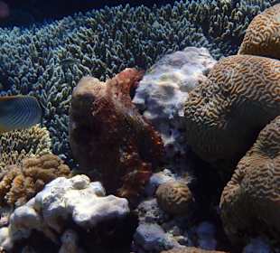 Rätsel: Wo ist der Krake?