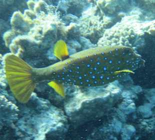 Gelbbrauner-Kofferfisch