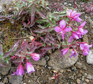 Blüten im rauen Gestein