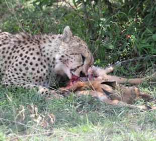 Gepard mit Thomson-Baby