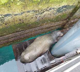 Am Steg schläft eine Seelöwe