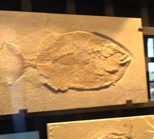 Jura-Museum