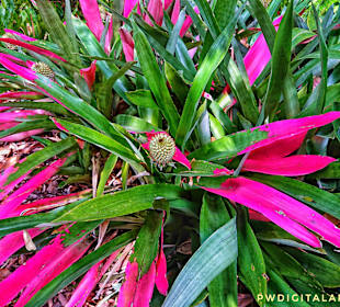 Botanischer Garten Puerto de la Cruz