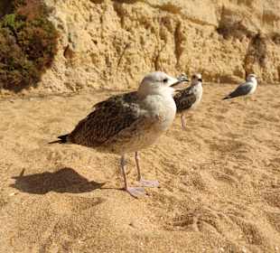 Praia de Nossa Senhora da Rocha