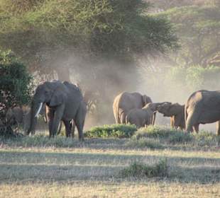 Elefanten im Morgenlicht 
