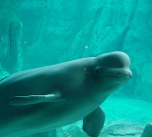 Aquarium L’Oceanogràfic