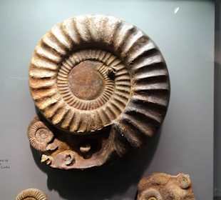 Fossilien in der Abteilung für Erdgeschichte