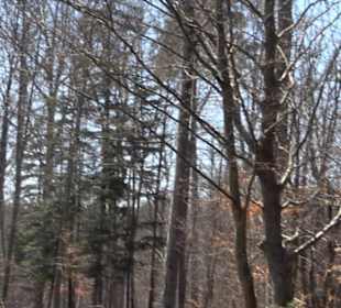 Waldkulturerbe Neuweiler Viehweide