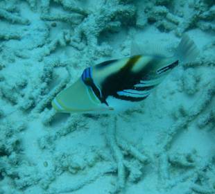 Im Hafen des Hotel Madoogali