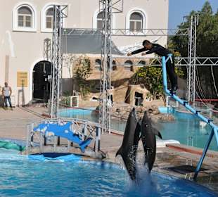 Dolphin Sharm elshiek show