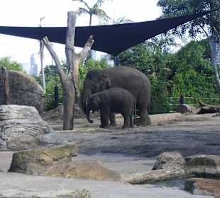 Taronga Zoo