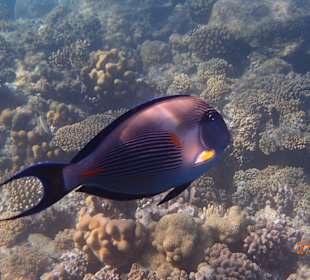 Korallen Riff mit Fisch