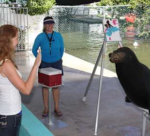 Paint with a Sea Lion