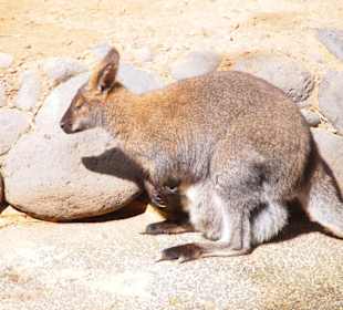 Tiere im Oasis Park Fuerteventura