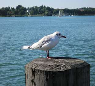 Chiemsee Möve