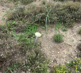 ALB-GOLD Naturgarten