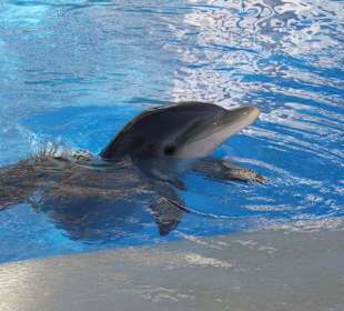 Delfinbecken