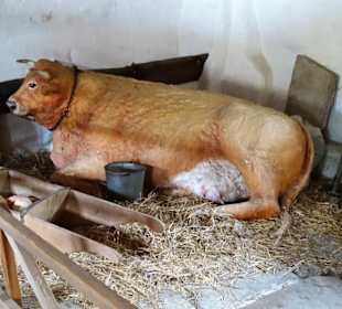 Der Stallbereich im Wohntrakt des Bauernhofes