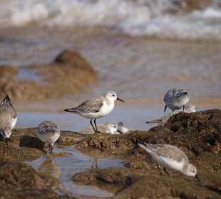 Ptaki w na plaży w Costa Calma