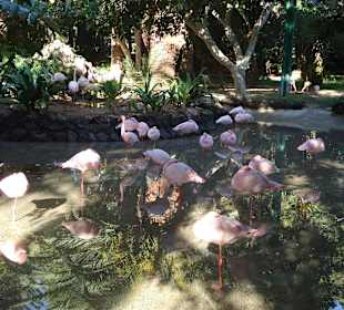 Oasis Park