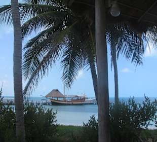 Vogel Insel Isla Contoy