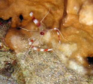 Look in the rocks around beach