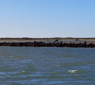 Bootstour Ria Formosa