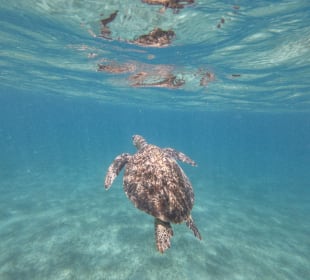 Schnorcheln Marsa Alam