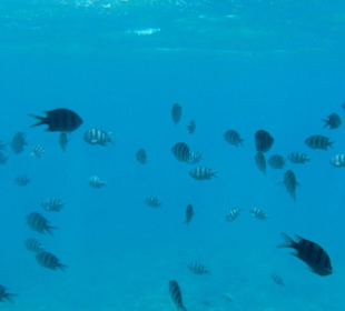 Unterwasserwelt im Glasbodenboot