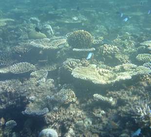 Unterwasserwelt 