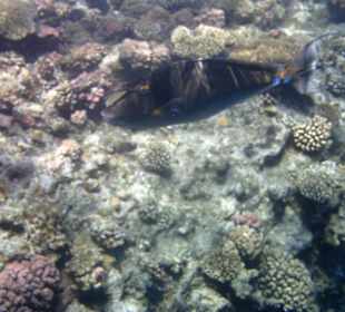 Kurznasendoktorfisch