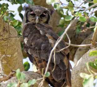 Wunderschöne Eule in Taita Hills
