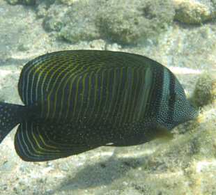 Brauner Segelfloddendoktor