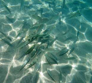 Schnorcheln Makadi Bay