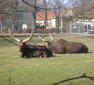 Watusi-Rinder