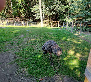 Wildpark Osterzgebirge