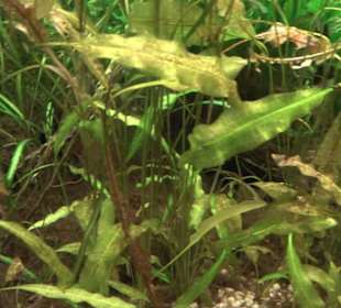 Aquarium