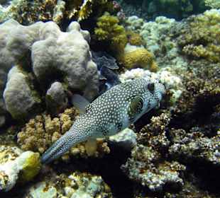 Weißfleck-Kugelfisch