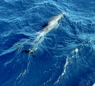 Delfinausflug mit Mo